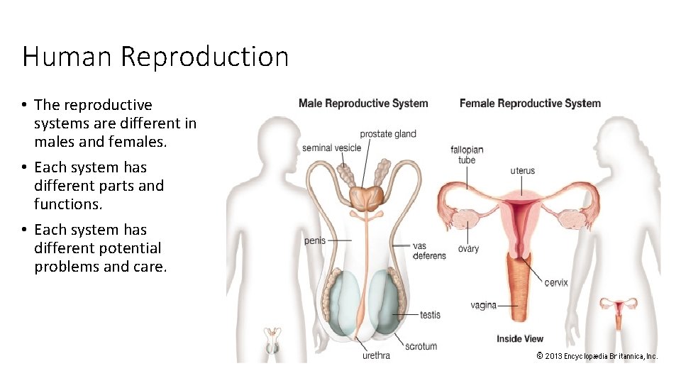 Human Reproduction • The reproductive systems are different in males and females. • Each