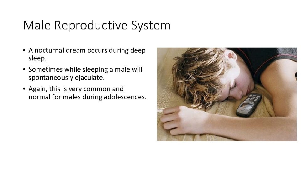 Male Reproductive System • A nocturnal dream occurs during deep sleep. • Sometimes while