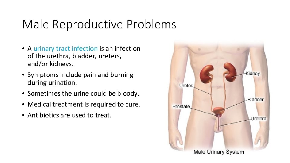 Male Reproductive Problems • A urinary tract infection is an infection of the urethra,