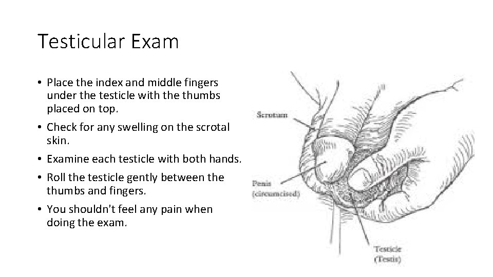 Testicular Exam • Place the index and middle fingers under the testicle with the