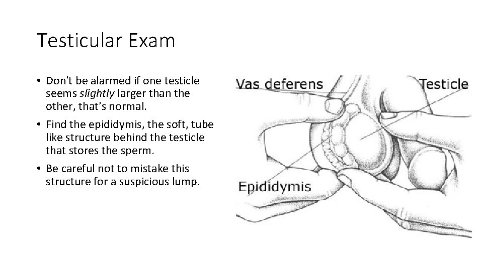 Testicular Exam • Don't be alarmed if one testicle seems slightly larger than the