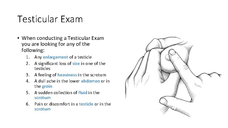 Testicular Exam • When conducting a Testicular Exam you are looking for any of