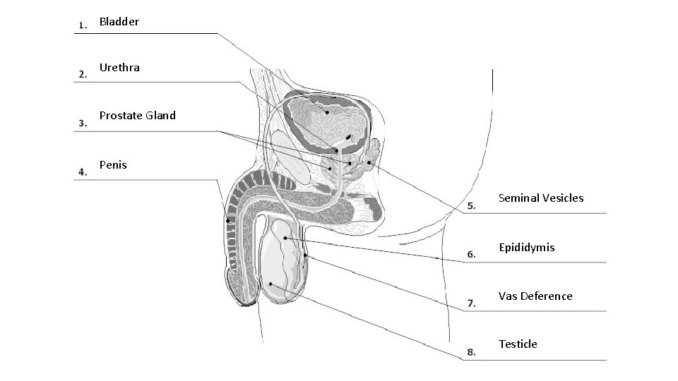 Bladder Urethra Prostate Gland Penis Seminal Vesicles Epididymis Vas Deference Testicle 