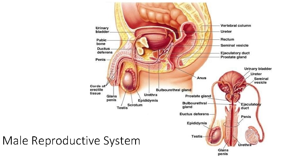 Male Reproductive System 