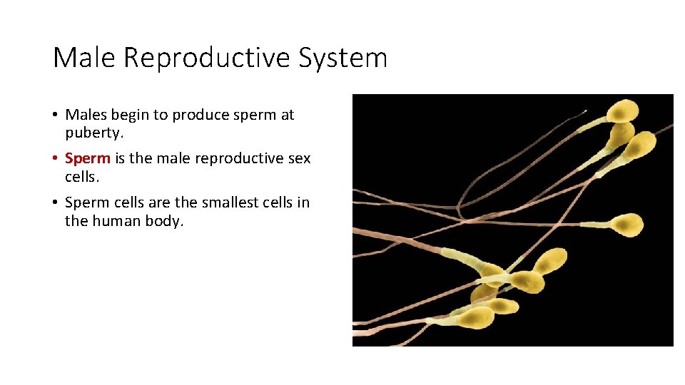 Male Reproductive System • Males begin to produce sperm at puberty. • Sperm is