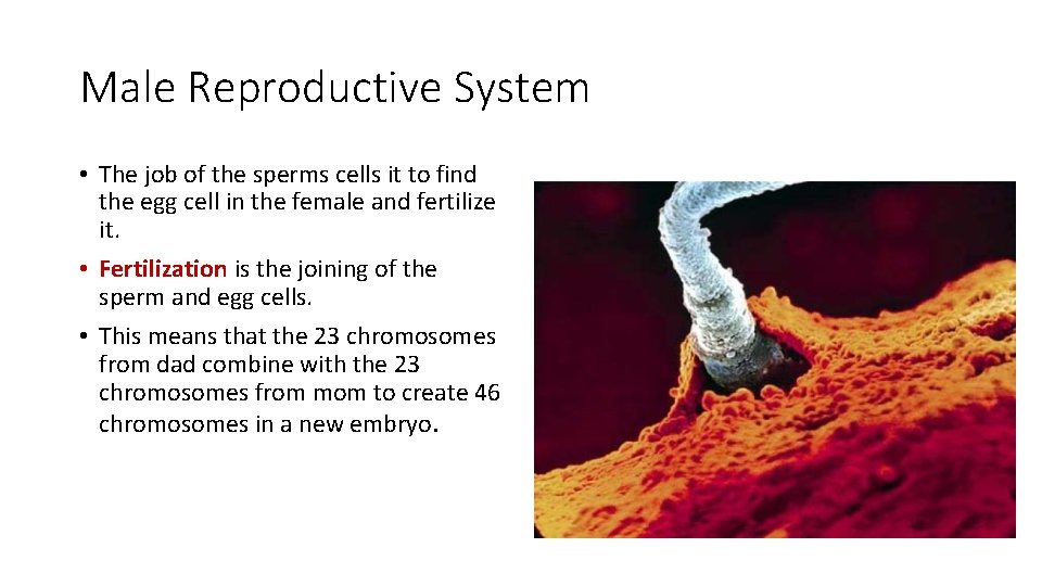 Male Reproductive System • The job of the sperms cells it to find the