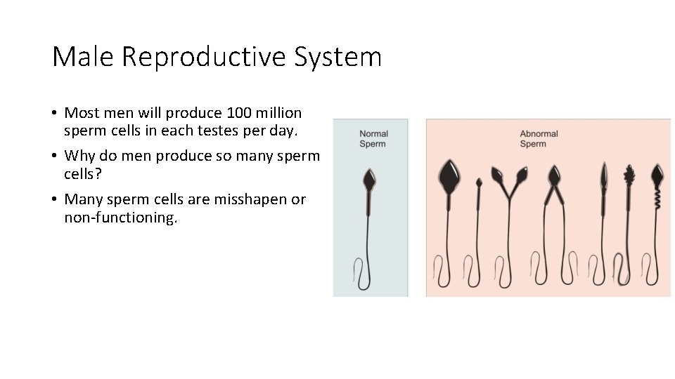 Male Reproductive System • Most men will produce 100 million sperm cells in each