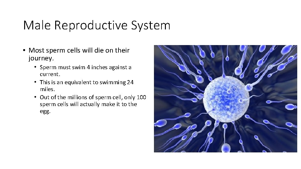 Male Reproductive System • Most sperm cells will die on their journey. • Sperm