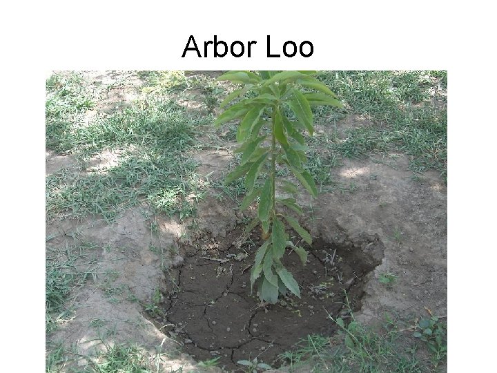 Arbor Loo 