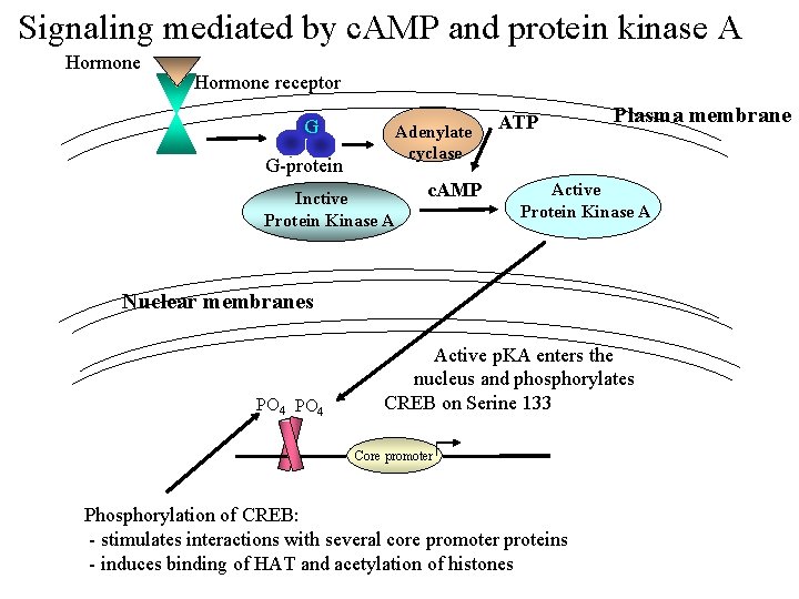 Signaling mediated by c. AMP and protein kinase A Hormone receptor G Adenylate cyclase
