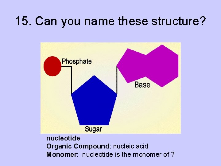 15. Can you name these structure? nucleotide Organic Compound: nucleic acid Monomer: nucleotide is