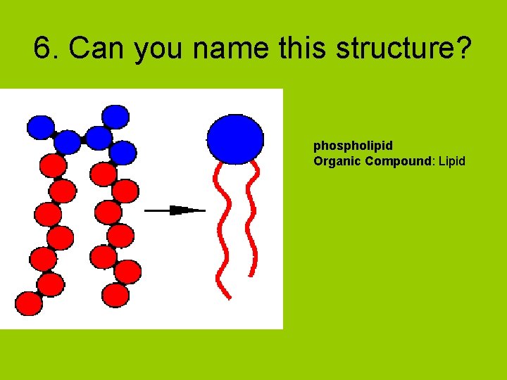 6. Can you name this structure? phospholipid Organic Compound: Lipid 