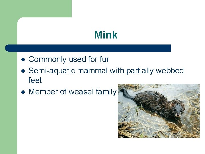 Mink l l l Commonly used for fur Semi-aquatic mammal with partially webbed feet