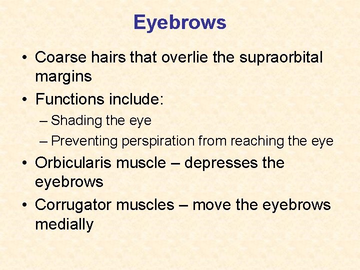 Eyebrows • Coarse hairs that overlie the supraorbital margins • Functions include: – Shading