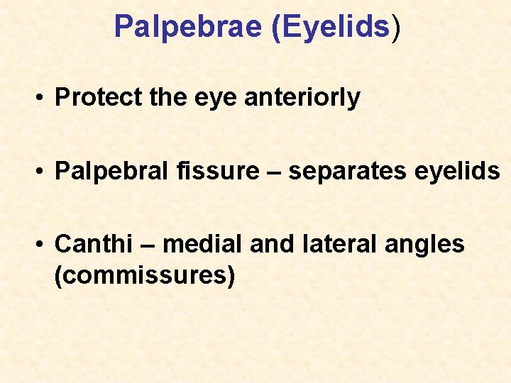 Palpebrae (Eyelids) • Protect the eye anteriorly • Palpebral fissure – separates eyelids •