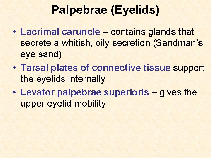 Palpebrae (Eyelids) • Lacrimal caruncle – contains glands that secrete a whitish, oily secretion