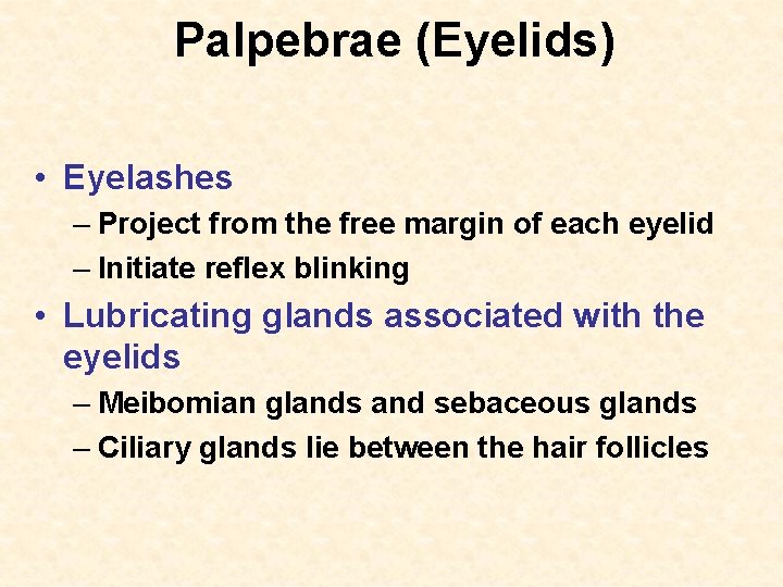 Palpebrae (Eyelids) • Eyelashes – Project from the free margin of each eyelid –