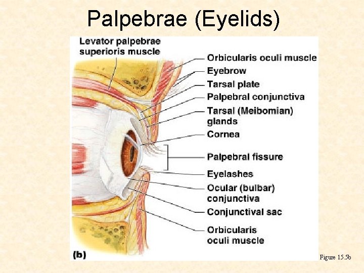 Palpebrae (Eyelids) Figure 15. 5 b 