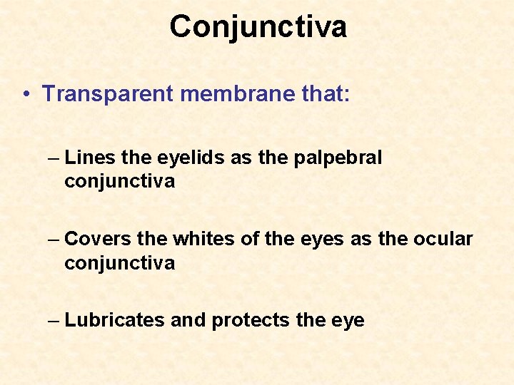 Conjunctiva • Transparent membrane that: – Lines the eyelids as the palpebral conjunctiva –