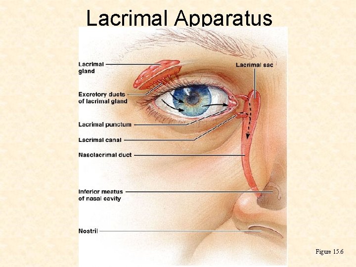 Lacrimal Apparatus Figure 15. 6 
