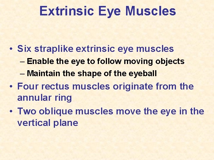 Extrinsic Eye Muscles • Six straplike extrinsic eye muscles – Enable the eye to