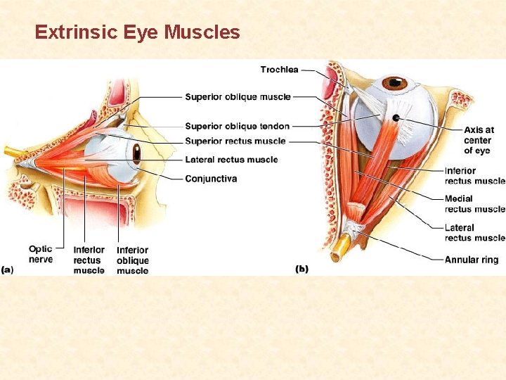 Extrinsic Eye Muscles 