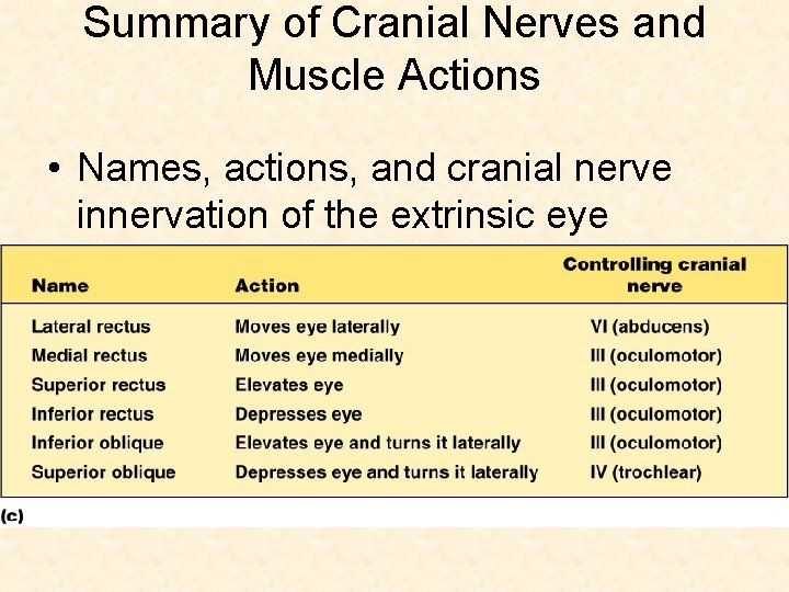 Summary of Cranial Nerves and Muscle Actions • Names, actions, and cranial nerve innervation