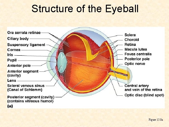 Structure of the Eyeball Figure 15. 8 a 