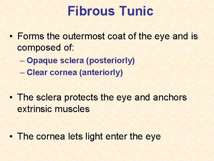 Fibrous Tunic • Forms the outermost coat of the eye and is composed of: