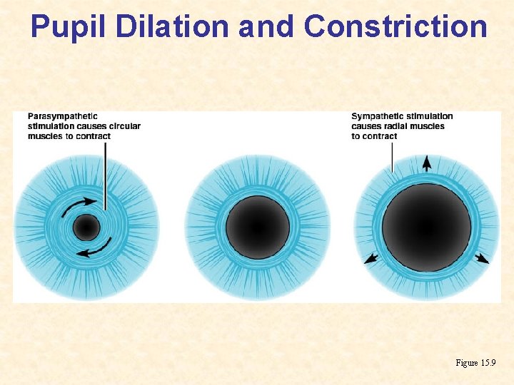 Pupil Dilation and Constriction Figure 15. 9 