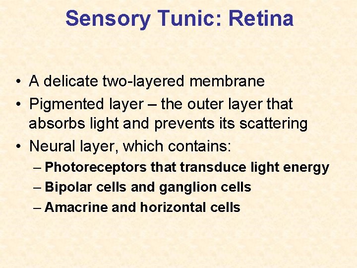 Sensory Tunic: Retina • A delicate two-layered membrane • Pigmented layer – the outer