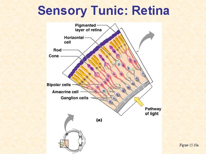 Sensory Tunic: Retina Figure 15. 10 a 