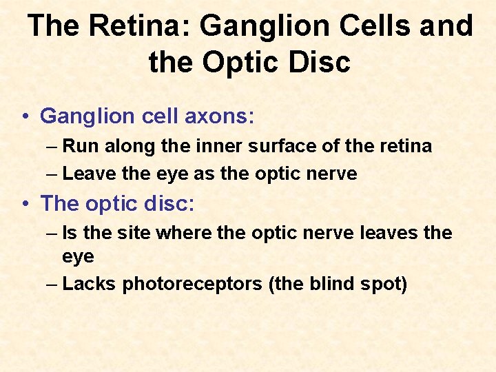 The Retina: Ganglion Cells and the Optic Disc • Ganglion cell axons: – Run