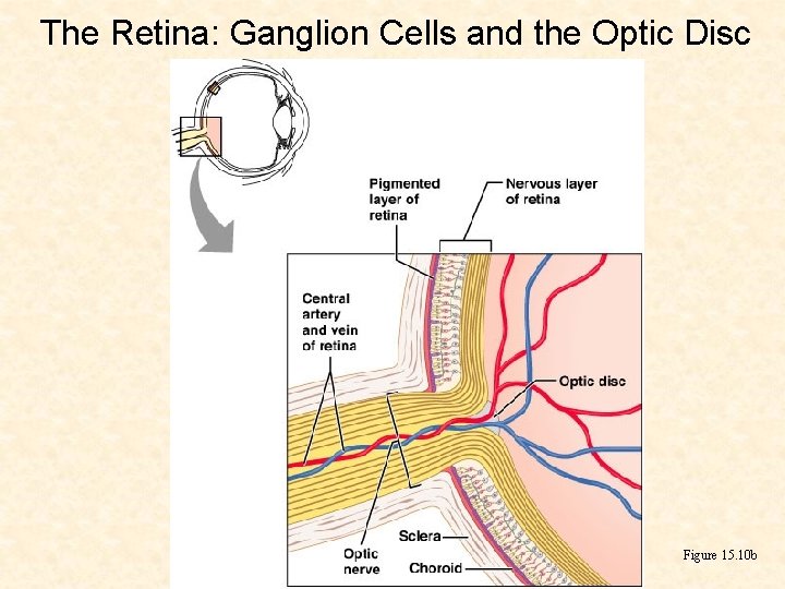 The Retina: Ganglion Cells and the Optic Disc Figure 15. 10 b 