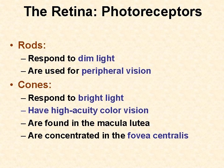 The Retina: Photoreceptors • Rods: – Respond to dim light – Are used for