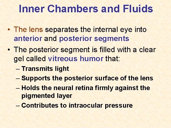 Inner Chambers and Fluids • The lens separates the internal eye into anterior and