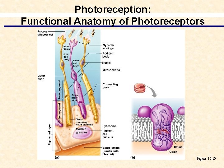 Photoreception: Functional Anatomy of Photoreceptors Figure 15. 19 