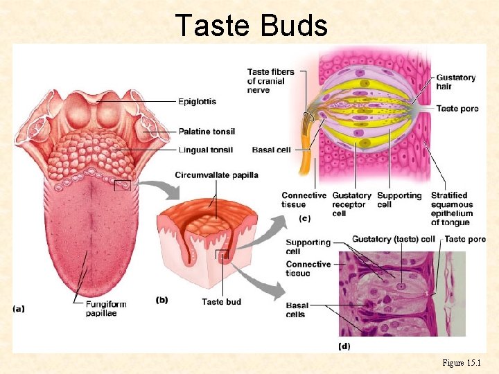 Taste Buds Figure 15. 1 