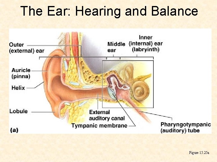 The Ear: Hearing and Balance Figure 15. 25 a 