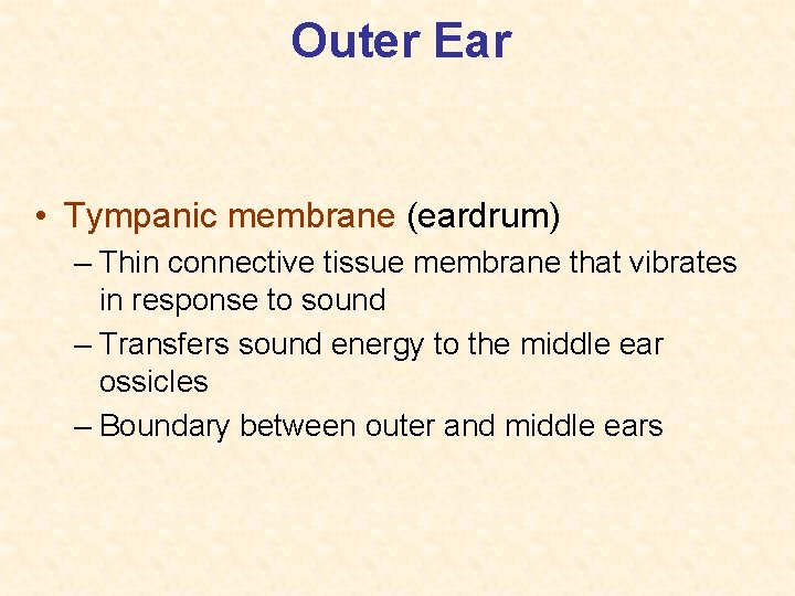 Outer Ear • Tympanic membrane (eardrum) – Thin connective tissue membrane that vibrates in