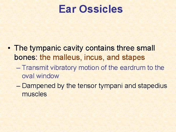 Ear Ossicles • The tympanic cavity contains three small bones: the malleus, incus, and