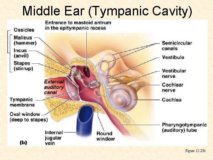 Middle Ear (Tympanic Cavity) Figure 15. 25 b 