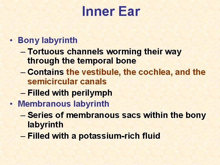 Inner Ear • Bony labyrinth – Tortuous channels worming their way through the temporal