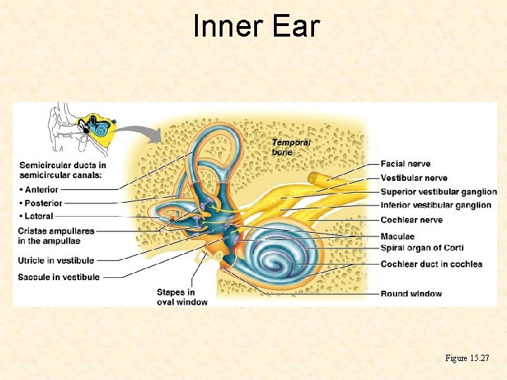 Inner Ear Figure 15. 27 