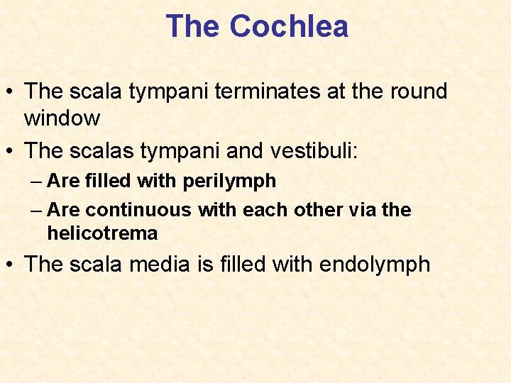 The Cochlea • The scala tympani terminates at the round window • The scalas