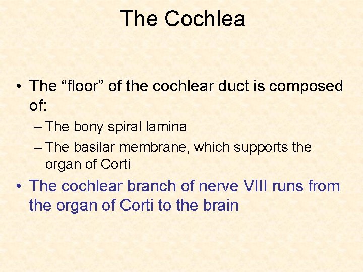 The Cochlea • The “floor” of the cochlear duct is composed of: – The