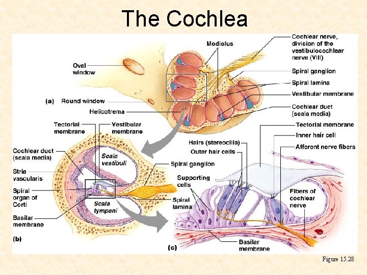 The Cochlea Figure 15. 28 