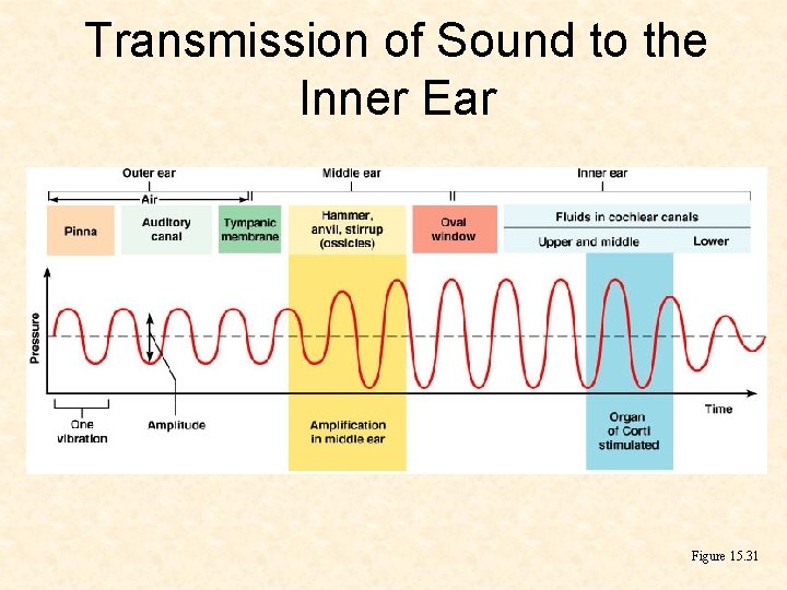 Transmission of Sound to the Inner Ear Figure 15. 31 