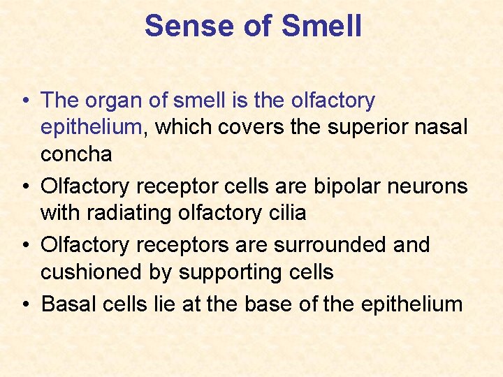 Sense of Smell • The organ of smell is the olfactory epithelium, which covers