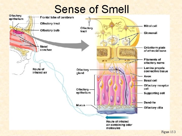 Sense of Smell Figure 15. 3 